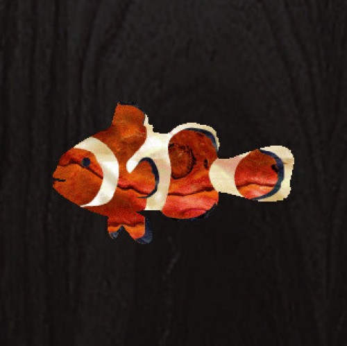 인레이 스티커 Clownfish [Ukulele Headstock]